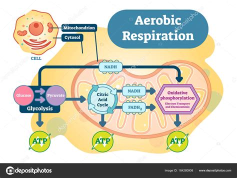 respiracion aerobia